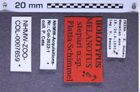 Etikette zu Melanotus stepari (Platia & Schimmel, 2001) (NHMW-ZOO-COL-0007659)